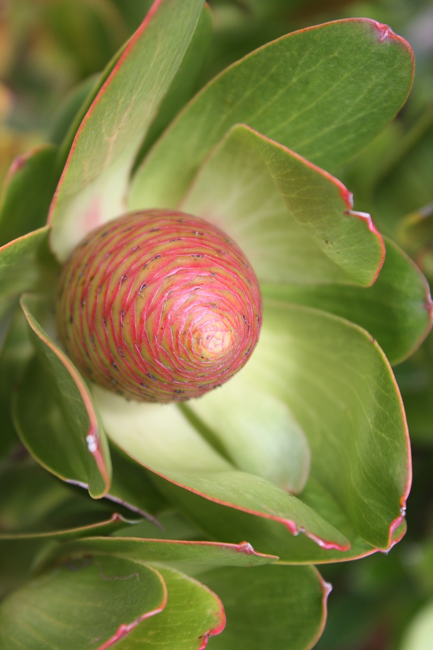 Pietų Afrika, Cape Town, Kirstenbosch, Gėlė, Augalas, Žiedas, Žydėti, Nemokamos Nuotraukos,  Nemokama Licenzija