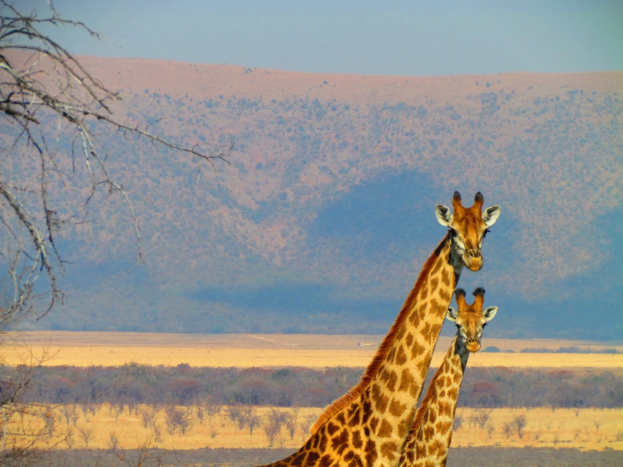 Pietų Afrika, Žirafa, Afrika, Gamta, Gyvūnas, Safari, Nemokamos Nuotraukos,  Nemokama Licenzija