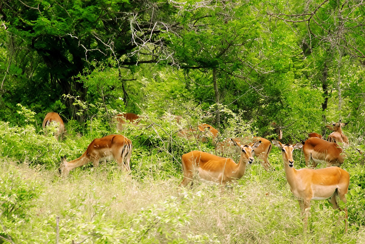 Pietų Afrika, Kruger Parkas, Impalas, Antilopės, Laukiniai, Savana, Safari, Gyvūnas, Fauna, Bandas