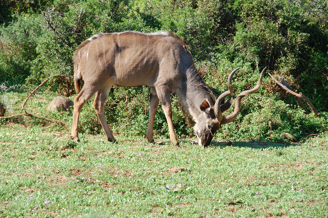 Pietų Afrika, Kudu, Laukiniai, Gamta, Laukinė Gamta, Gyvūnai, Nemokamos Nuotraukos,  Nemokama Licenzija