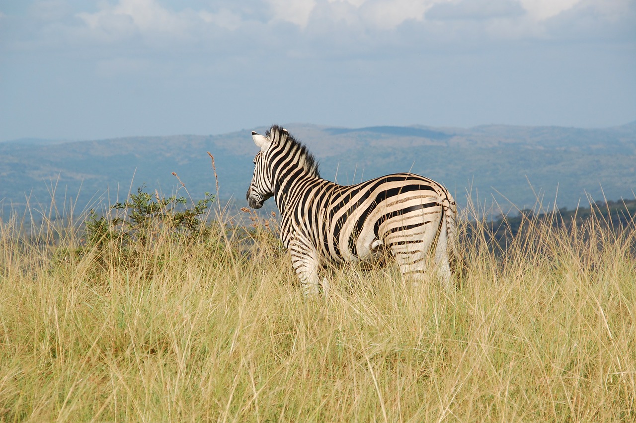 Pietų Afrika, Laukiniai, Gamta, Laukinė Gamta, Gyvūnai, Zebra, Safari, Žinduolis, Juostelės, Nemokamos Nuotraukos