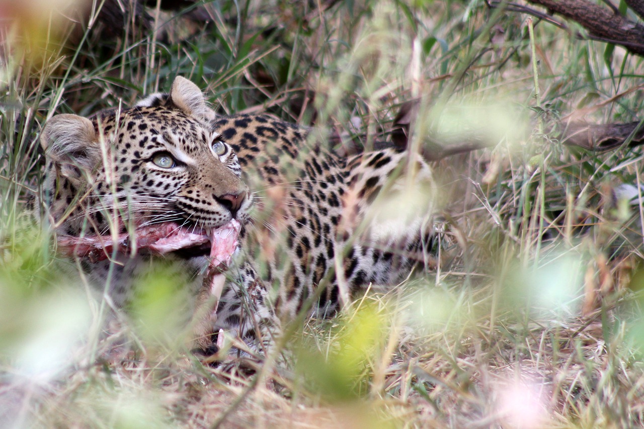 Leopardas, Pietų Afrika, Medžioklė, Laukinis Gyvenimas, Gepardas, Laukiniai, Safari, Gamta, Gyvūnai, Laukiniai Gyvūnai