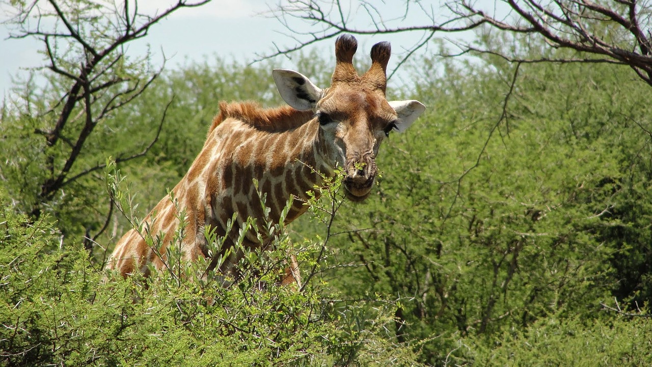 Pietų Afrika, Madikwe, Rezervas, Žirafa, Gyvūnas, Laukinė Gamta, Nemokamos Nuotraukos,  Nemokama Licenzija