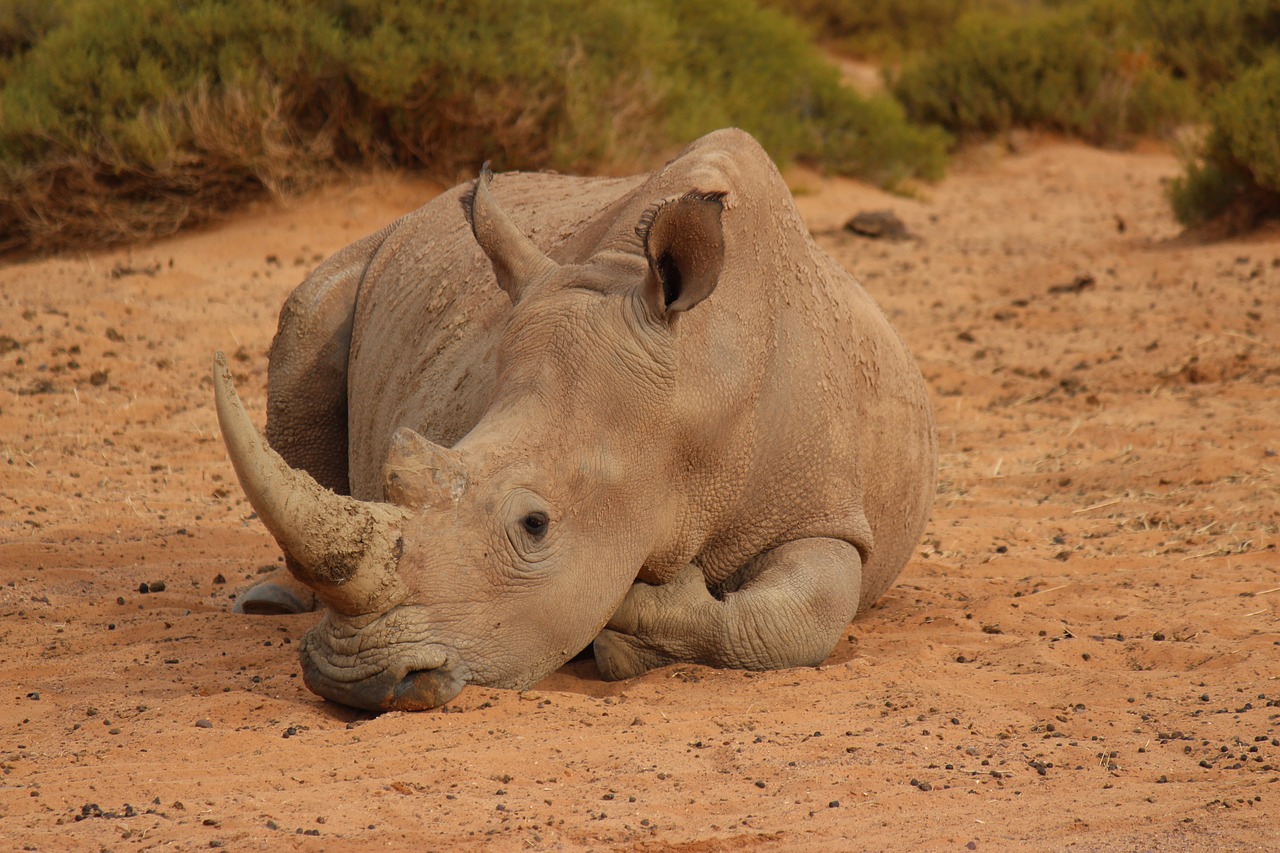 Pietų Afrika, Rhino, Poilsis, Kūno Rinkiniai, Laukiniai Gyvūnai, Dideli Penki, Nemokamos Nuotraukos,  Nemokama Licenzija