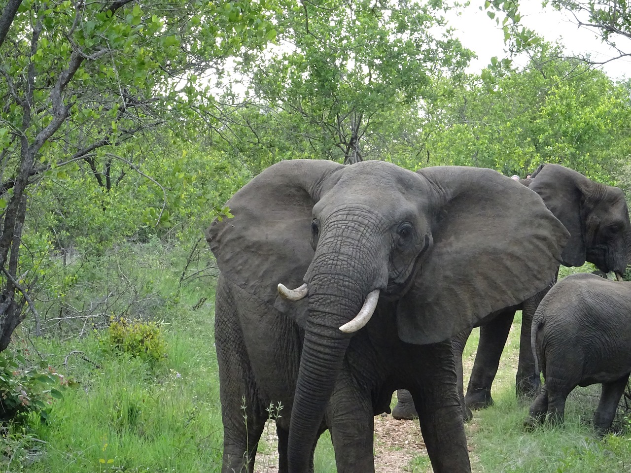 Pietų Afrika, Malamala, Dramblys, Tusks, Safari, Sabisand, Žaidimų Rezervas, Mpumalanga, Kruger Parkas, Afrikos