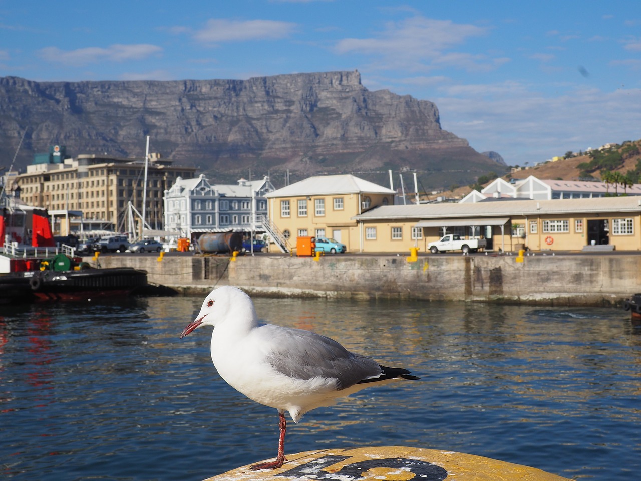 Pietų Afrika, Cape Town, Kajakas, Stalo Kalnas, Uostas, Kranto, Nemokamos Nuotraukos,  Nemokama Licenzija