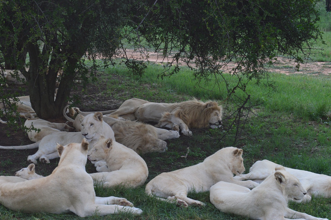 Pietų Afrika, Liūto Parkas, Baltieji Liūtai, Nemokamos Nuotraukos,  Nemokama Licenzija