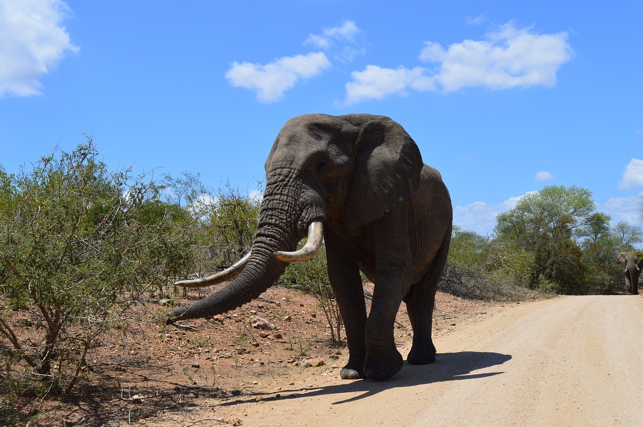 Pietų Afrika, Kruger Parkas, Dramblys, Nemokamos Nuotraukos,  Nemokama Licenzija