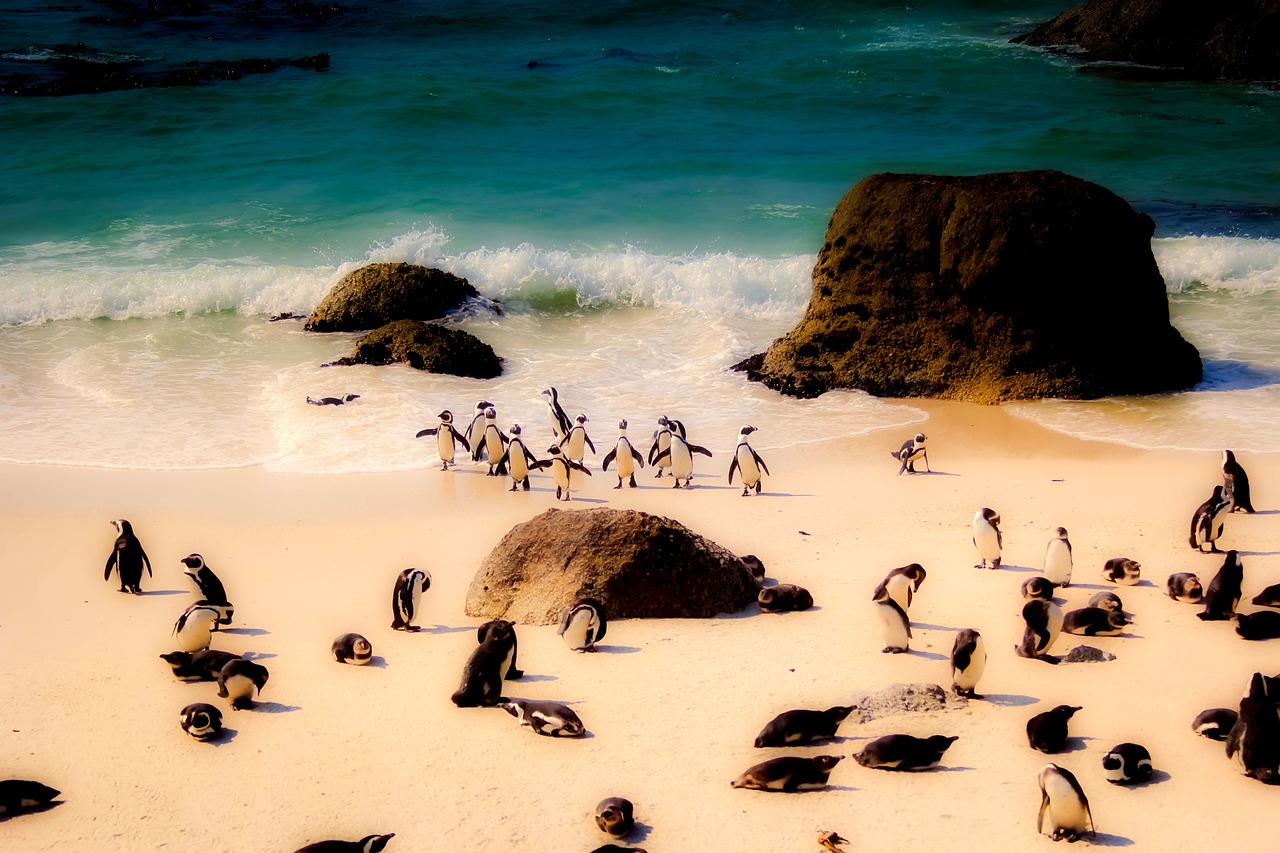 Pietų Afrika, Pingvinas, Laukinė Gamta, Paukščiai, Mielas, Papludimys, Smėlis, Pajūris, Jūra, Vandenynas