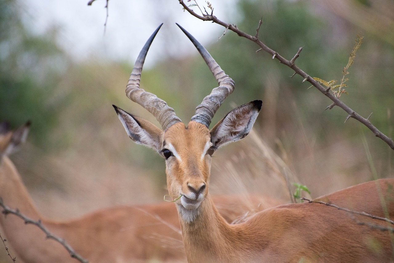 Pietų Afrika, Antilopė, Gyvūnas, Nemokamos Nuotraukos,  Nemokama Licenzija