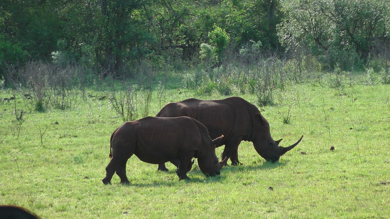 Pietų Afrika, Gyvūnai, Rhino Hluhluwe Parke, Nemokamos Nuotraukos,  Nemokama Licenzija