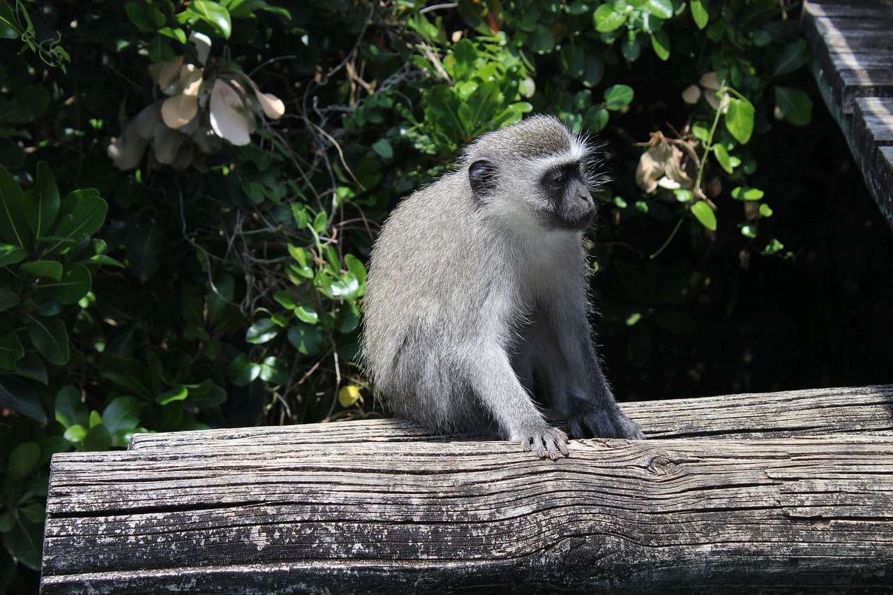 Pietų Afrika, Beždžionė, Addo Park, Nemokamos Nuotraukos,  Nemokama Licenzija