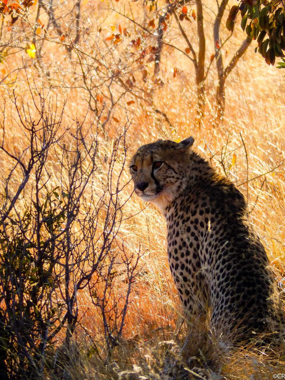 Pietų Afrika, Laukiniai Gyvūnai, Gamta, Fotografija Laukinė, Safari, Gepardas, Plėšrūnas, Laukinės Gamtos Fotografija, Nacionalinis Parkas, Gyvūnų Portretas