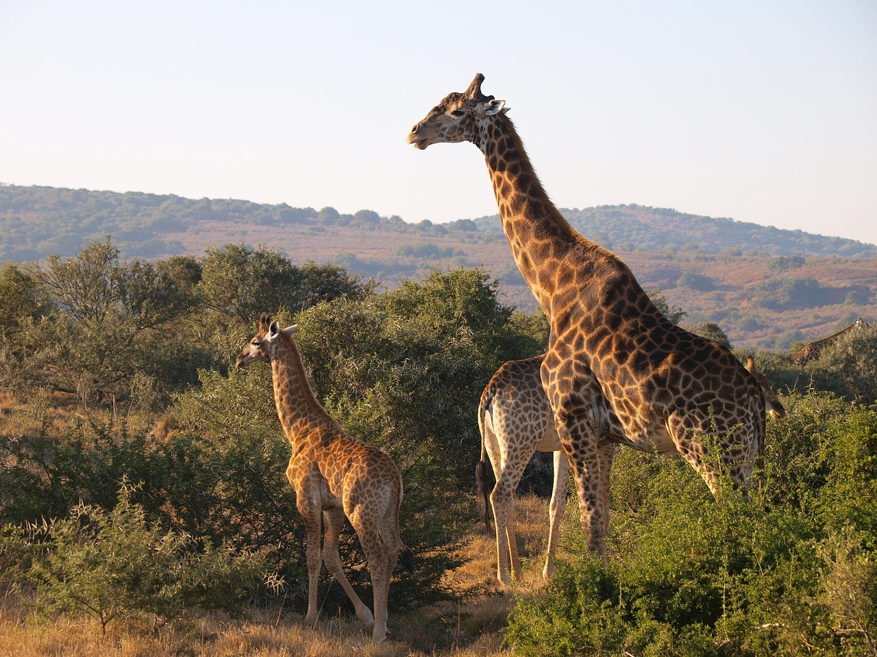 Pietų Afrika, Nacionalinis Parkas, Žirafa, Nemokamos Nuotraukos,  Nemokama Licenzija