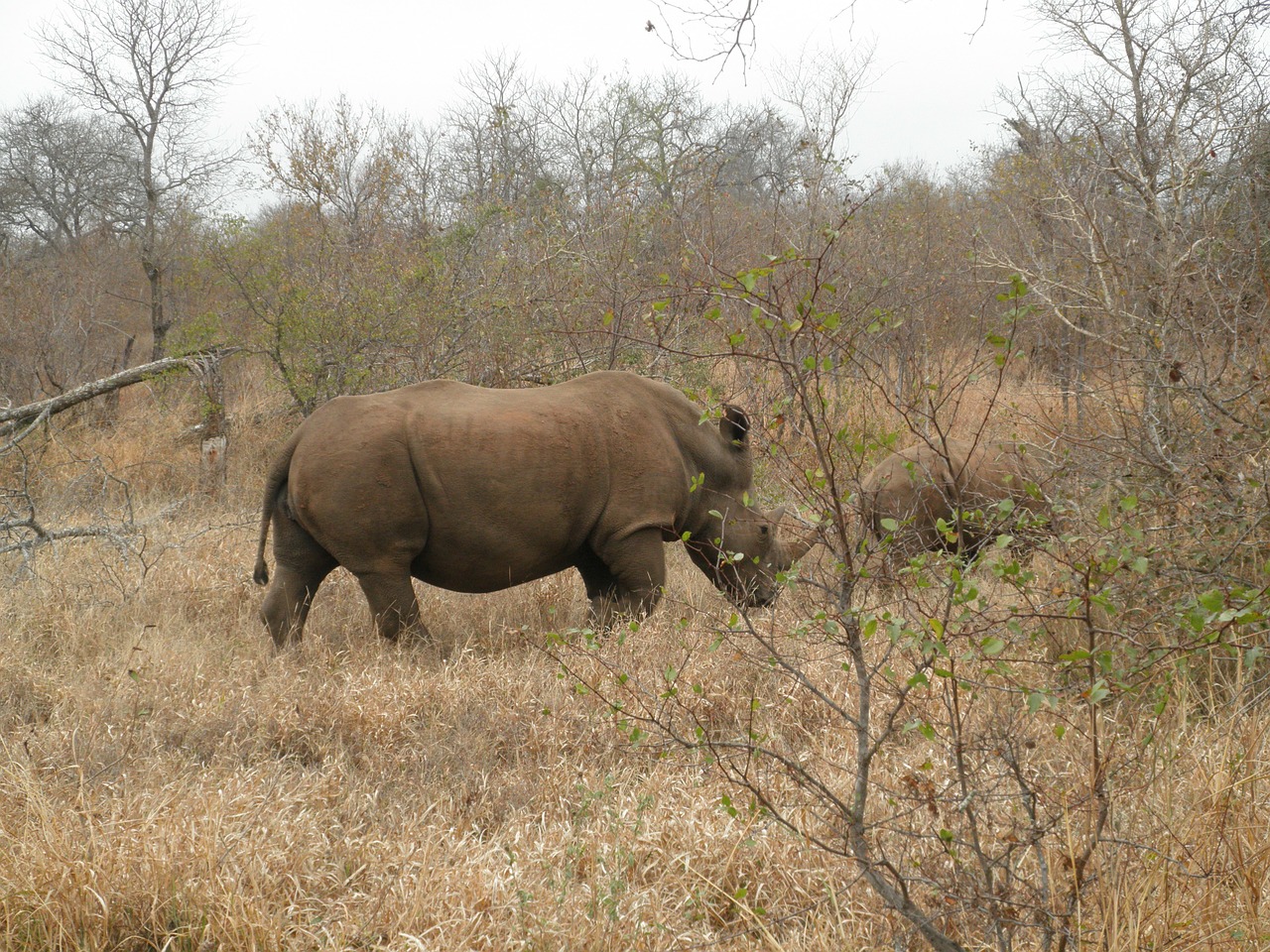 Pietų Afrika, Rhino, Safari, Nemokamos Nuotraukos,  Nemokama Licenzija