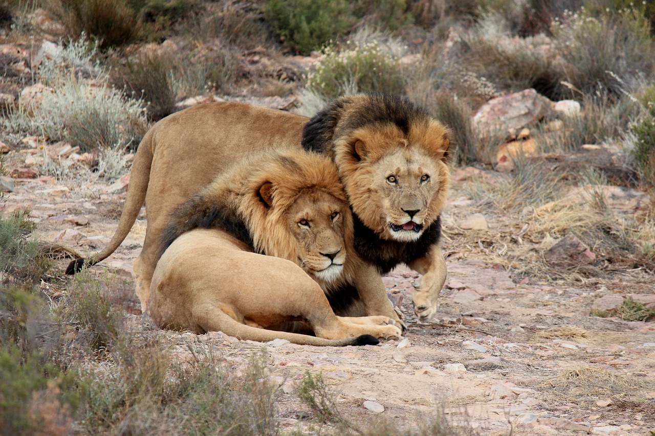 Pietų Afrika,  Laukinių,  Atrasti Gyvūnijos,  Liūtas,  Safari,  Safario Parkas,  Predator,  Liūtai,  Dykuma,  Aquila Žaidimų Kurortas