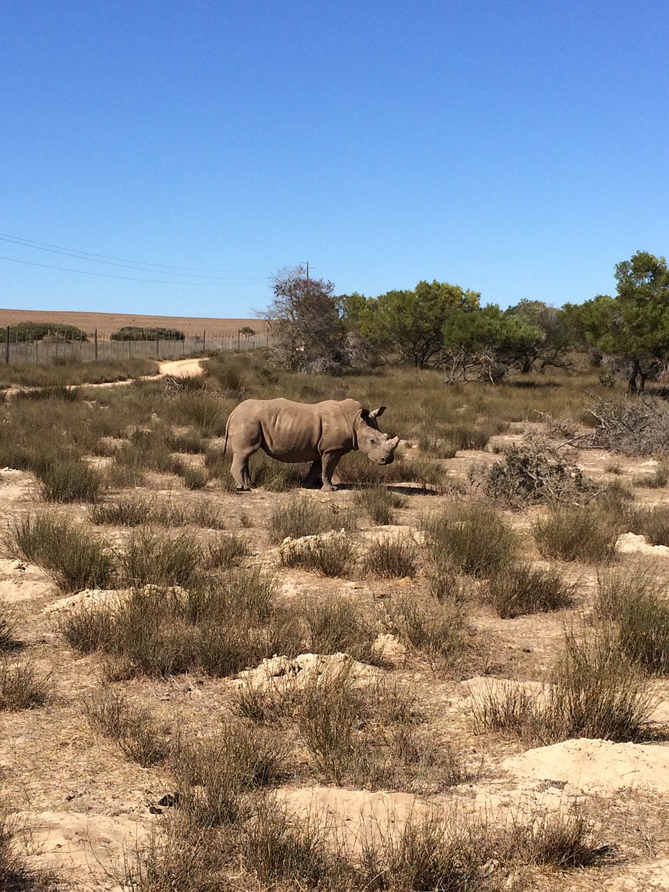 Pietų Afrika,  Rhino,  Dykuma, Nemokamos Nuotraukos,  Nemokama Licenzija