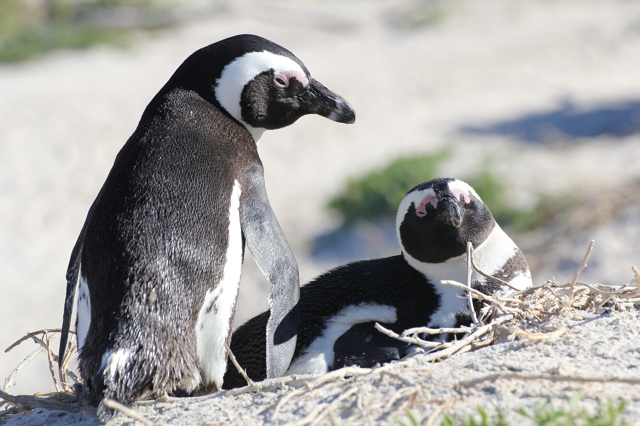 Pietų Afrika,  Pingvinai,  Pingvinas,  Pora,  Veisti,  Lojalumas,  Papludimys, Nemokamos Nuotraukos,  Nemokama Licenzija