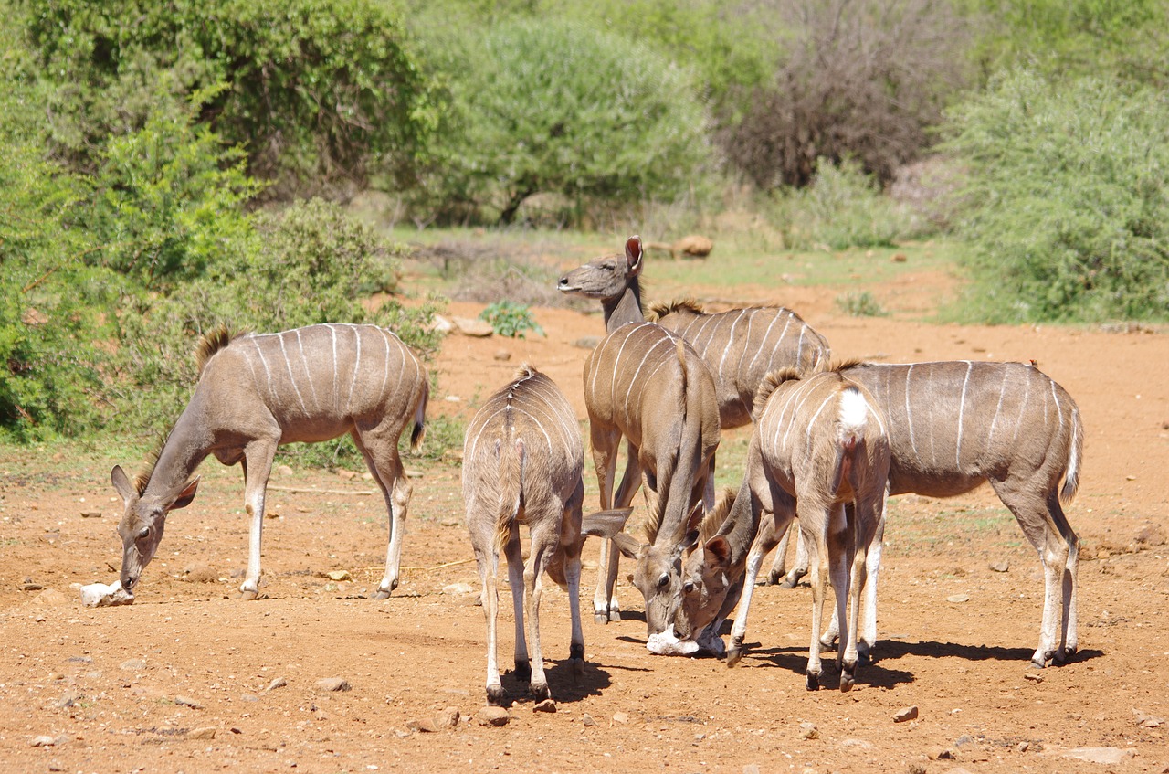 Pietų Afrika,  Gyvūnijos,  Spardytis,  Kudu, Nemokamos Nuotraukos,  Nemokama Licenzija