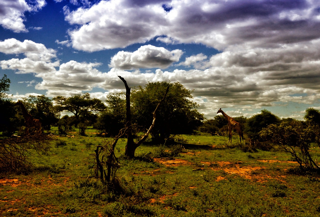 Pietų Afrika, Kraštovaizdis, Debesis, Žirafos, Savana, Nemokamos Nuotraukos,  Nemokama Licenzija