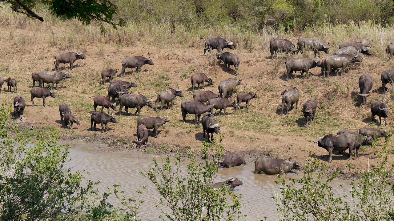 Pietų Afrika, Buivolų Bandas, Gyvūnai, Hluhluwe, Nacionalinis Parkas, Nemokamos Nuotraukos,  Nemokama Licenzija