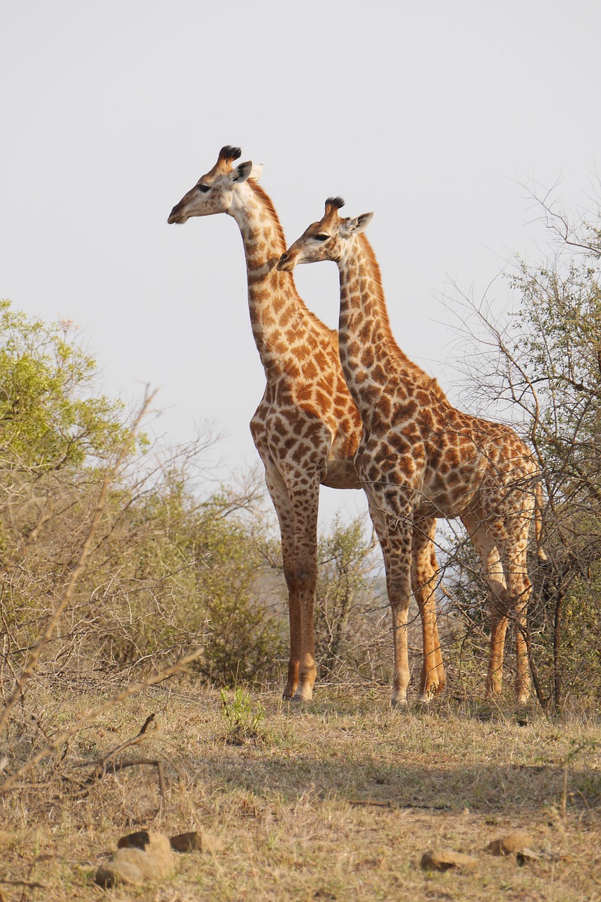 Pietų Afrika, Hluhluwe, Žirafa, Gyvūnai, Nacionalinis Parkas, Laukinis Gyvūnas, Nemokamos Nuotraukos,  Nemokama Licenzija