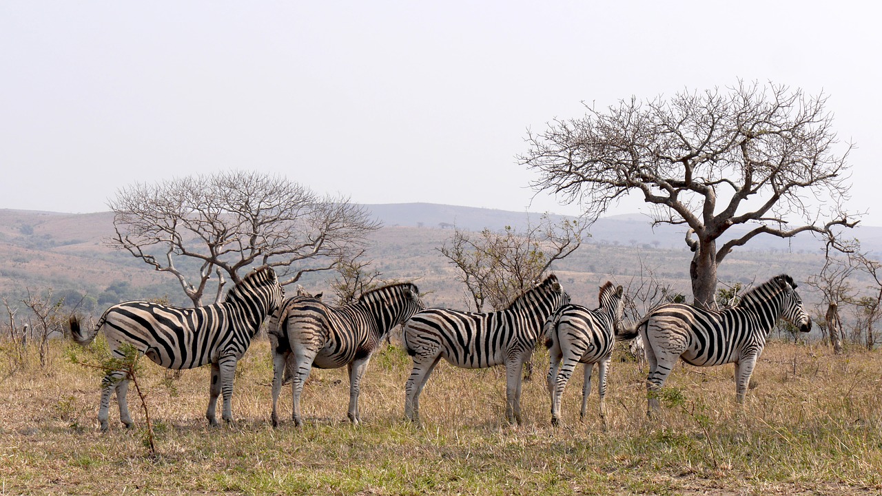 Pietų Afrika, Hluhluwe, Zebras, Laukinis Gyvūnas, Nacionalinis Parkas, Struktūra, Nemokamos Nuotraukos,  Nemokama Licenzija