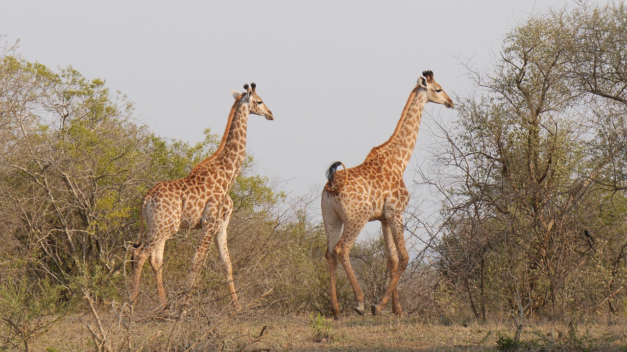 Pietų Afrika, Hluhluwe, Žirafos, Laukinis Gyvūnas, Nacionalinis Parkas, Nemokamos Nuotraukos,  Nemokama Licenzija