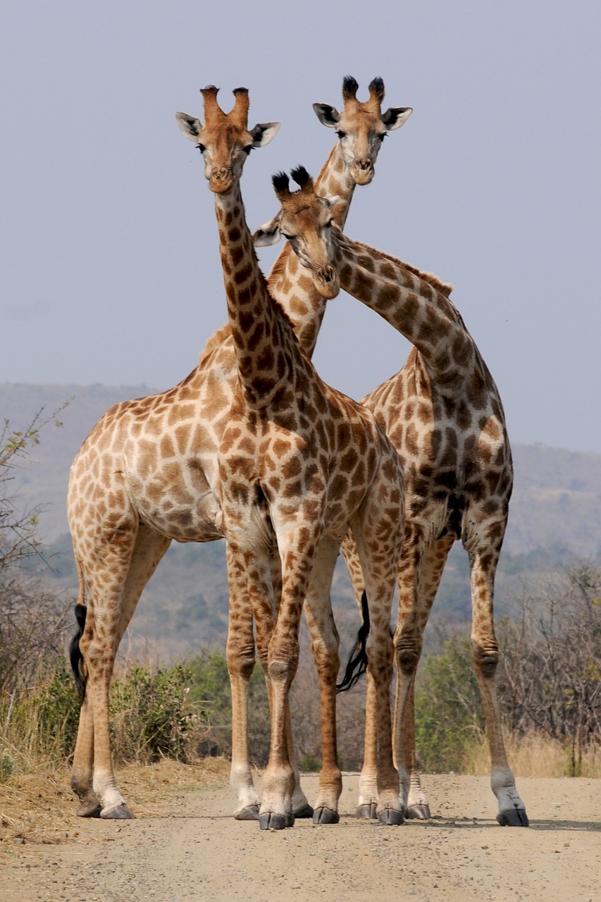 Pietų Afrika, Nacionalinis Parkas, Hluhluwe, Žirafos, Formavimas, Laukinis Gyvūnas, Struktūra, Nemokamos Nuotraukos,  Nemokama Licenzija