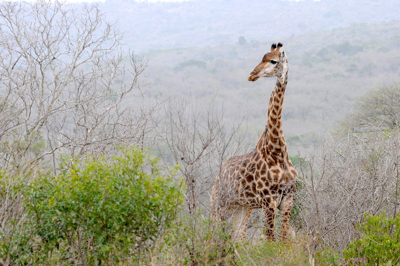 Pietų Afrika, Hluhluwe, Žirafa, Kraštovaizdis, Laukinis Gyvūnas, Nemokamos Nuotraukos,  Nemokama Licenzija