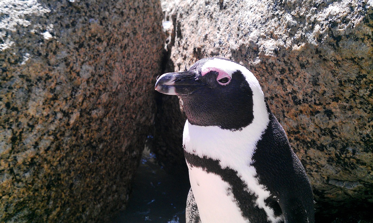 Pietų Afrika, Rieduliai, Pingvinas, Šventė, Gyvūnas, Paukštis, Zoologijos Sodas, Laukinė Gamta, Nemokamos Nuotraukos,  Nemokama Licenzija