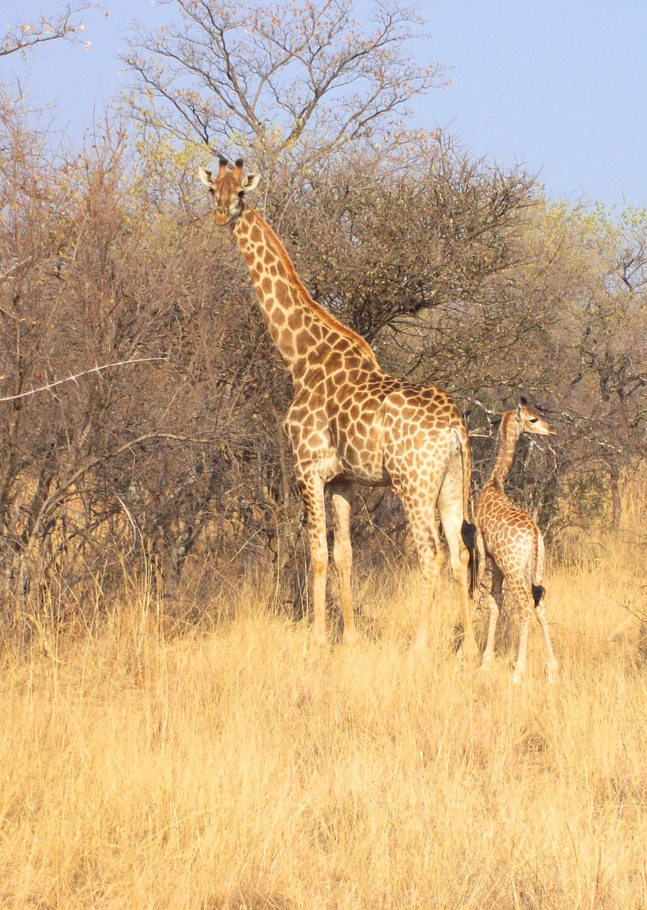 Pietų Afrika, Parkas, Gyvūnas, Laukiniai, Žinduolis, Gamta, Dykuma, Didelis, Safari, Žirafa