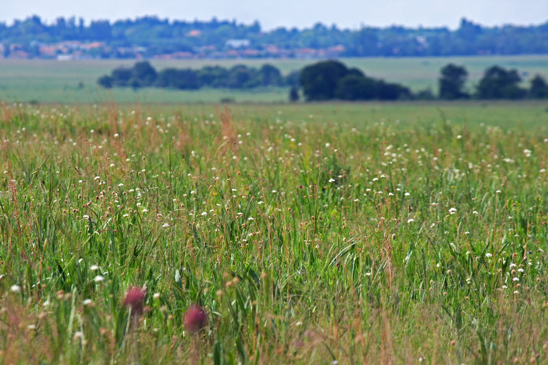 Ganyklos,  Žolė,  Žalias,  Veld,  Veld & Nbsp,  Gėlės,  Augmenija,  Gamta,  Pietų Afrikos Veld, Nemokamos Nuotraukos