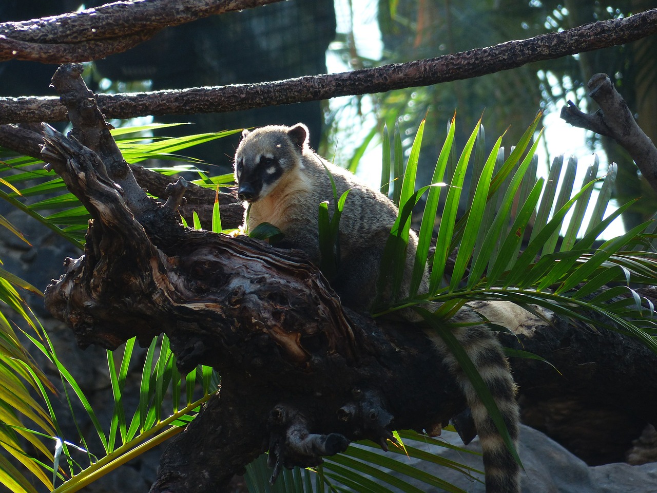 Pietų Amerikietiškas Katilas, Coati, Gyvūnas, Mielas, Nasua Nasua, Plėšrūnas, Mažas Lokys, Procyonidae, Nasua, Proboscis