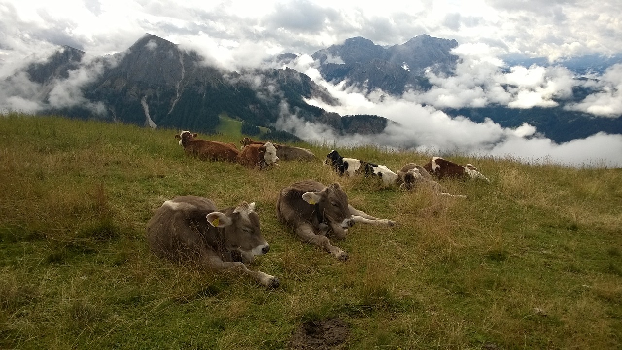 South Tyrol, Alpių, Kalnai, Karvės, Aukščiausiojo Lygio Susitikimas, Dolomitai, Italy, Kraštovaizdis, Vaizdas, Nemokamos Nuotraukos