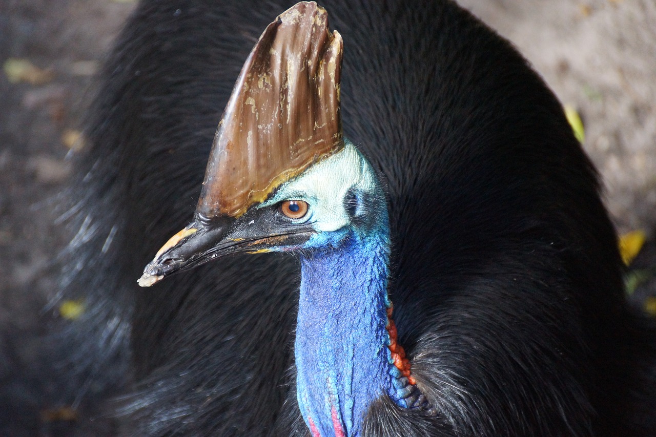 Šalmuotasis Kazuaras,  Australija,  Paukštis,  Tropical,  Kazuārs, Nemokamos Nuotraukos,  Nemokama Licenzija