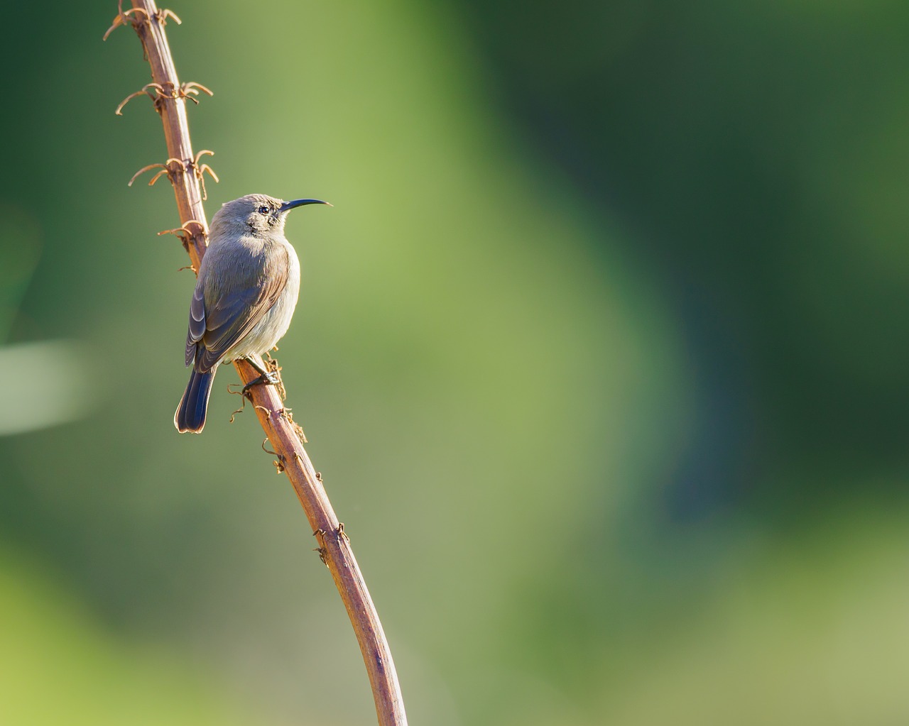 Pietų Dukart Pritvirtinti Sunbird,  Sunbird,  Moteris,  Paukštis,  Pobūdį,  Gyvūnas,  Gyvūnijos,  Filialas,  Laukinių,  Kolibris