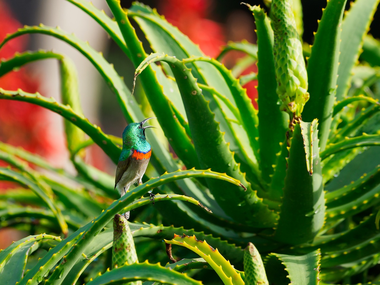 Pietų Dukart Pritvirtinti Sunbird,  Paukštis,  Patinas,  Augalų,  Pobūdį,  Gyvūnas,  Gyvūnijos,  Filialas,  Laukinių,  Kolibris