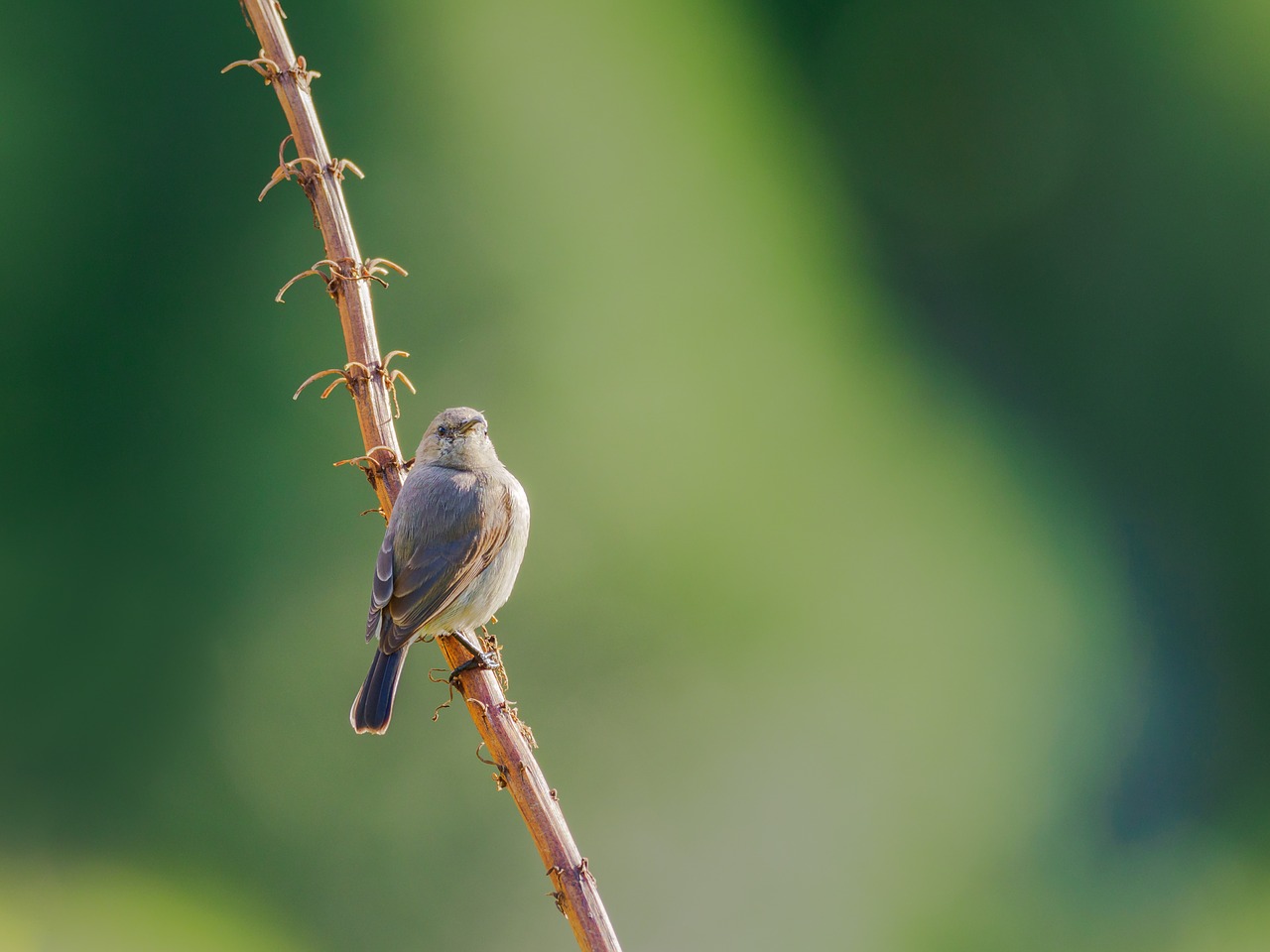 Pietų Dukart Pritvirtinti Sunbird,  Sunbird,  Moteris,  Paukštis,  Pobūdį,  Gyvūnijos,  Filialas,  Gyvūnas,  Snapas,  Laukinių