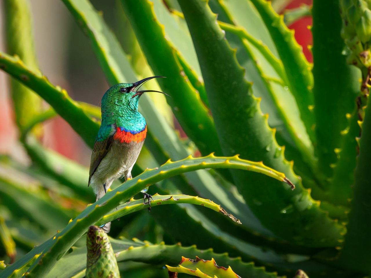 Pietų Dukart Pritvirtinti Sunbird,  Patinas,  Paukštis,  Kolibris,  Pobūdį,  Gyvūnijos,  Žalias,  Gyvūnas,  Filialas,  Gėlė