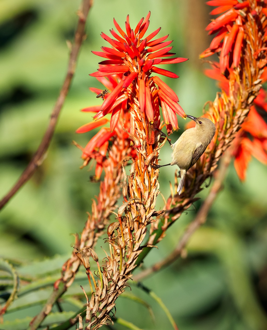 Pietų Dukart Pritvirtinti Sunbird,  Sunbird,  Paukštis,  Paukščių,  Mažas,  Moteris,  Sugarbird,  Songbird,  Nektaro,  Pobūdį