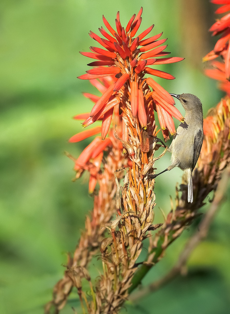 Pietų Dukart Pritvirtinti Sunbird,  Moteris,  Šėrimo,  Paukštis,  Paukščių,  Pobūdį,  Žalias,  Gėlės,  Augalų,  Pavasaris