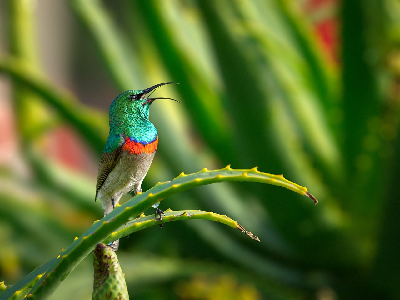 Pietų Dukart Pritvirtinti Sunbird,  Patinas,  Paukštis,  Kolibris,  Pobūdį,  Gyvūnijos,  Žalias,  Gyvūnas,  Filialas,  Gėlė