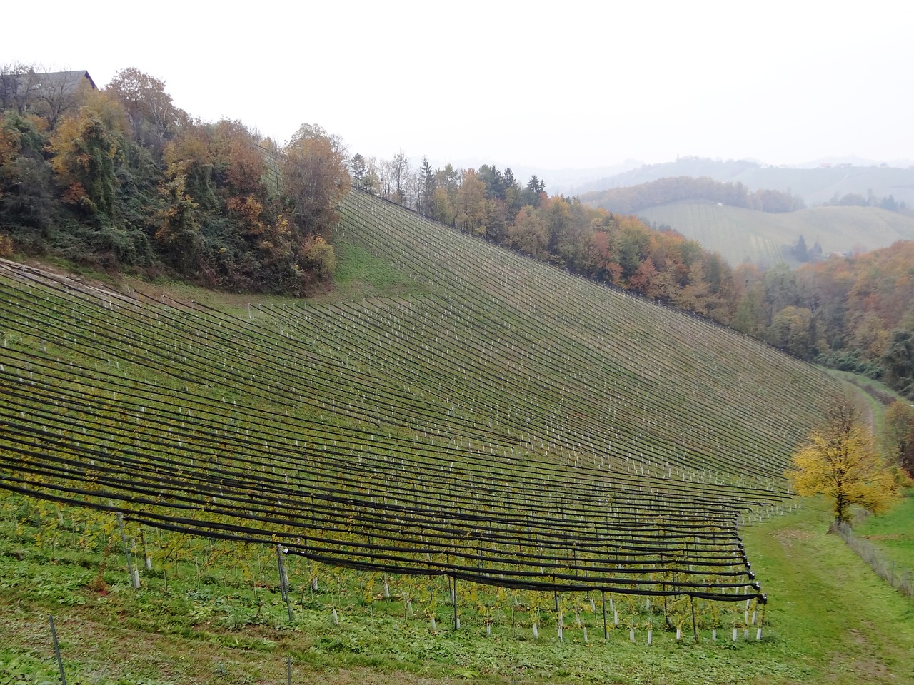 Pietų Štirija, Vynas, Styria, Rūkas, Kalvos, Austria, Ruduo, Vynuogynas, Vynuogių Auginimas, Nemokamos Nuotraukos