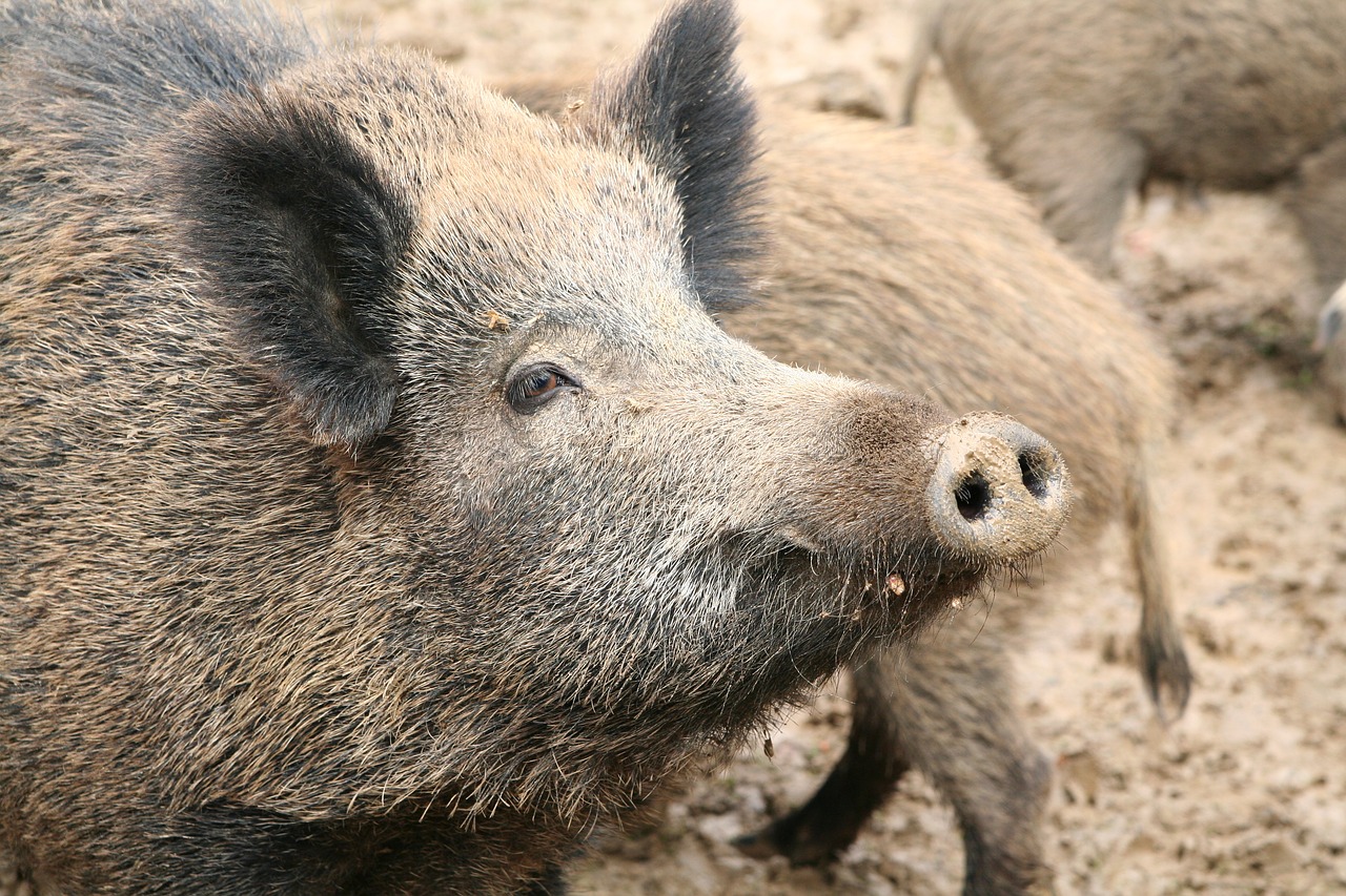 Sėti, Šernas, Kiaulė, Žinduolis, Laukiniai, Laukinis Gyvūnas, Gyvūnas, Šeriai, Nemokamos Nuotraukos,  Nemokama Licenzija