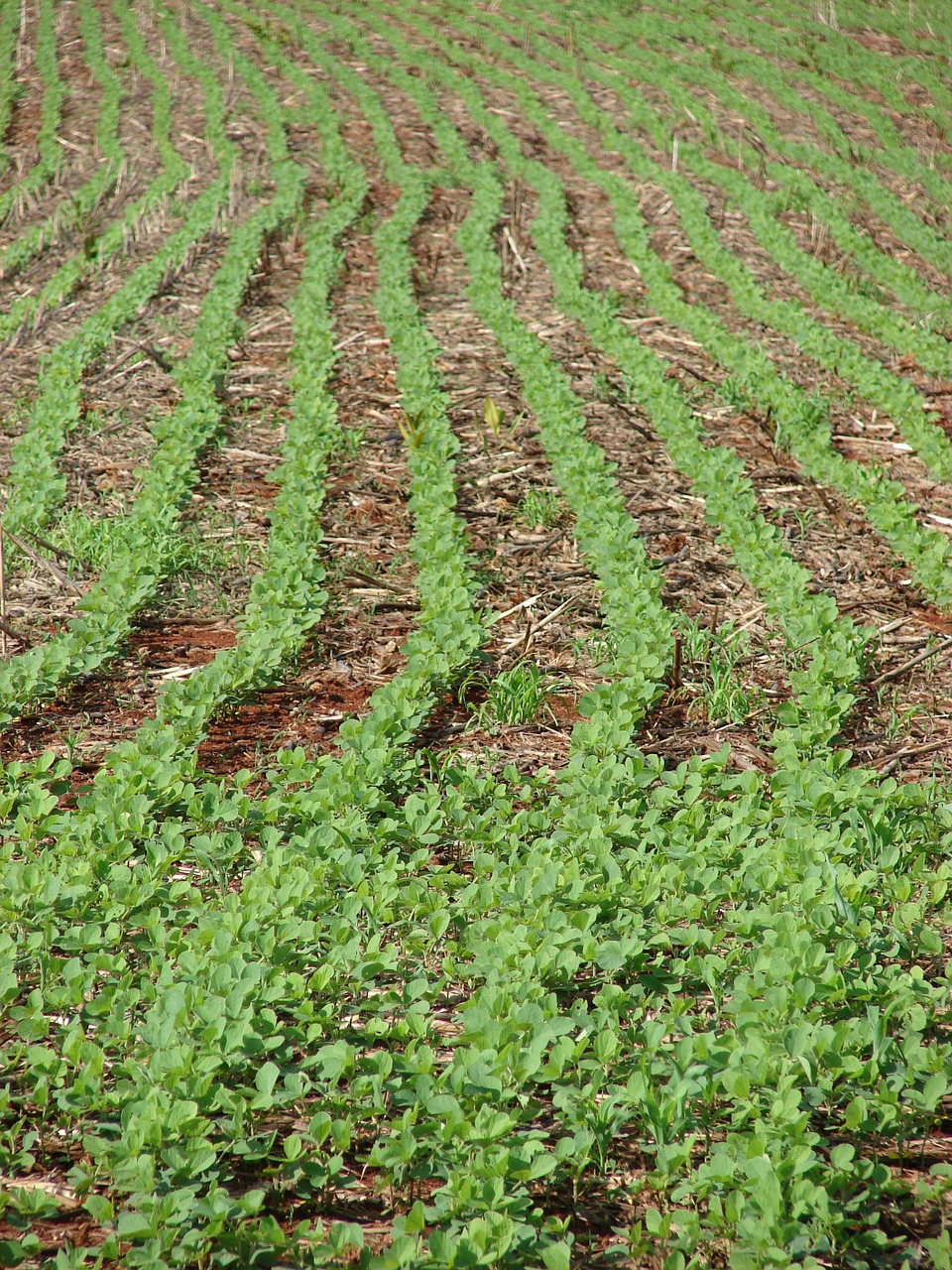 Sojos Pupelės, Plantacija, Ūkis, Pasėlių, Nemokamos Nuotraukos,  Nemokama Licenzija