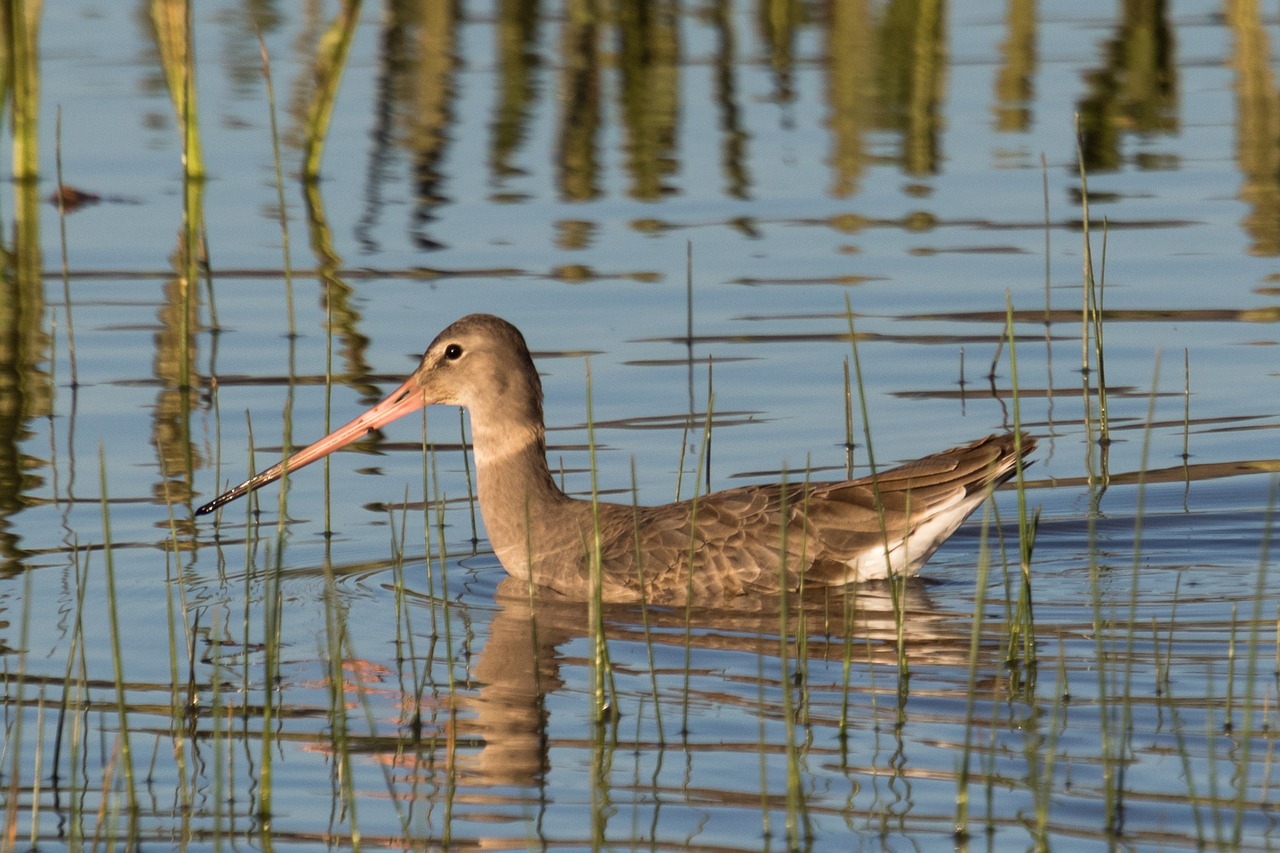 Ispanija,  Doñana,  Aguja Colinegra,  Vanduo,  Gamta,  Ežeras,  Paukštis,  Laukinė Gamta,  Birding,  Be Honoraro Mokesčio