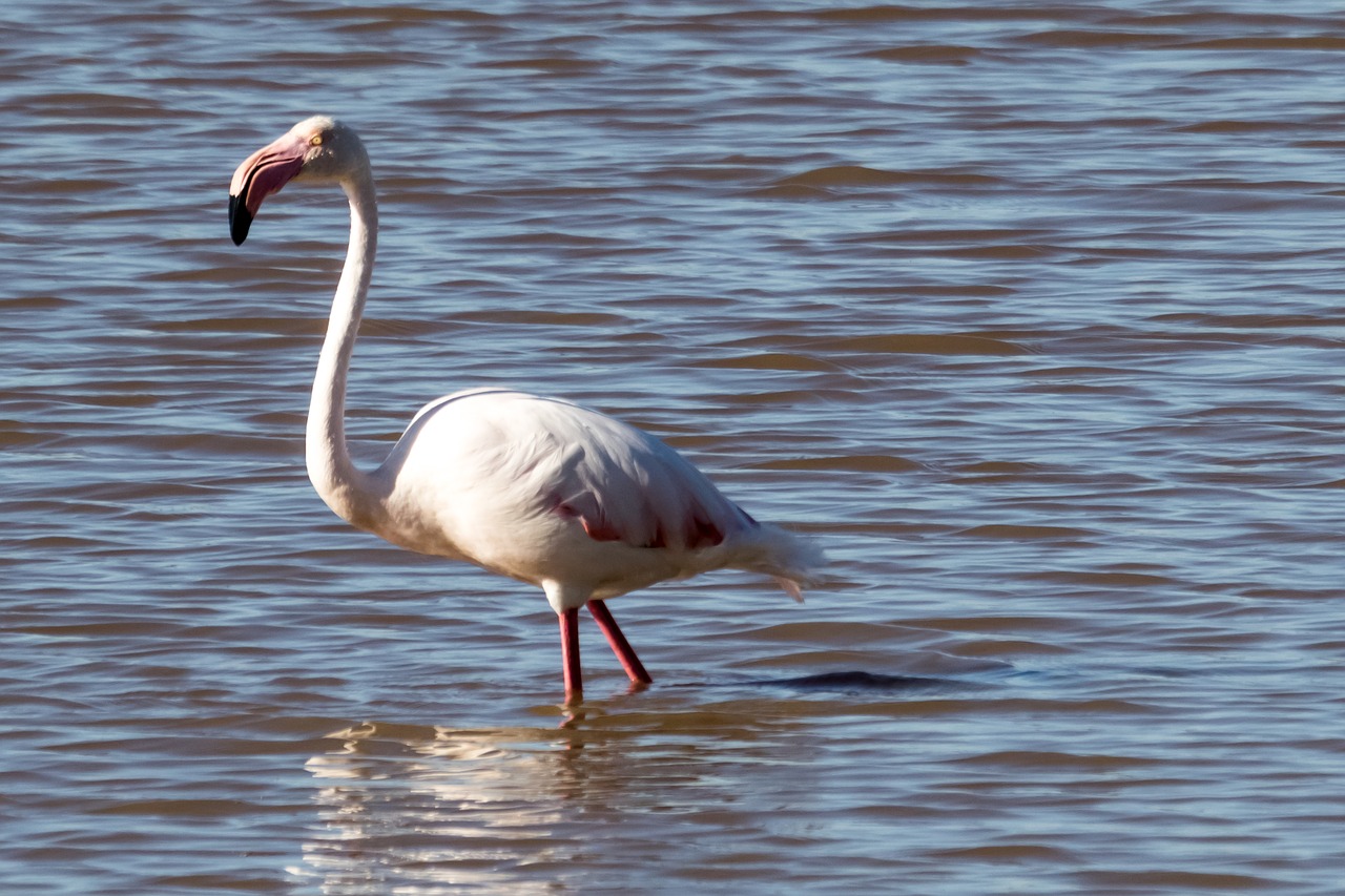 Ispanija,  Andalucia,  Doñana Parkas,  Vandens,  Paukštis,  Gyvūnijos,  Ežeras,  Pobūdį,  Flamingo,  Paukštininkystė