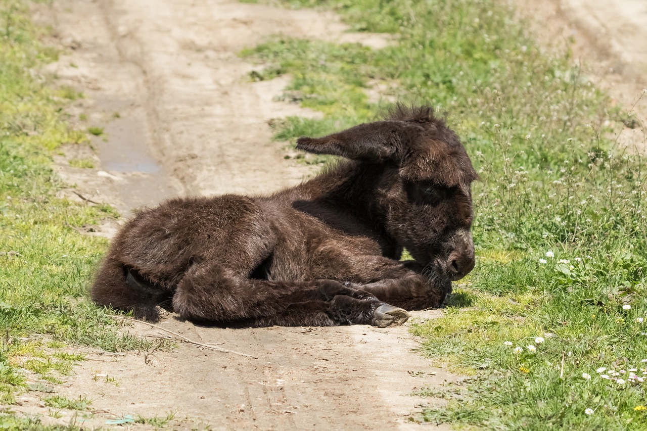 Ispanija,  Madridas,  Guadalix De La Siera,  Platero,  Asilas,  Žolė,  Gyvūnas,  Žinduolis,  Gamta, Nemokamos Nuotraukos