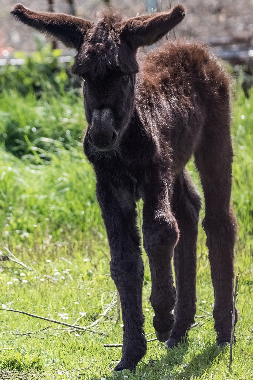 Ispanija,  Madridas,  Guadalix De La Siera,  Platero,  Asilas,  Žolė,  Gyvūnas,  Žinduolis,  Gamta, Nemokamos Nuotraukos